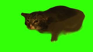 McLovin MlemCat Greenscreen