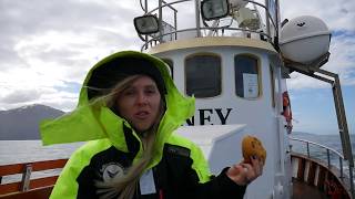 ИСЛАНДИЯ: ОХОТА ЗА КИТАМИ. Наблюдение за китами в Хусавике Северно-ледовитый океан, Акурейри