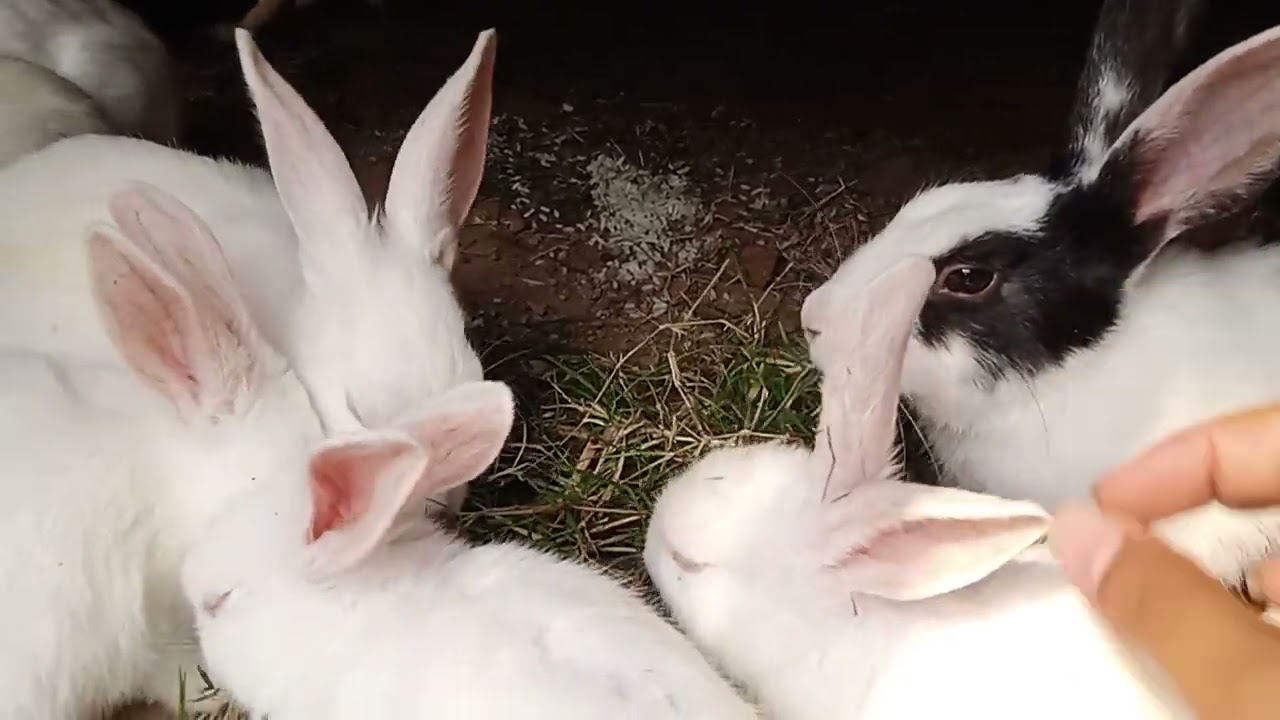 Bunny clean up 