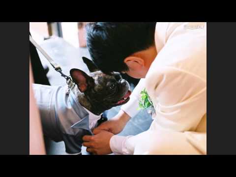わが輩は、犬。 (ごまちんバージョン)