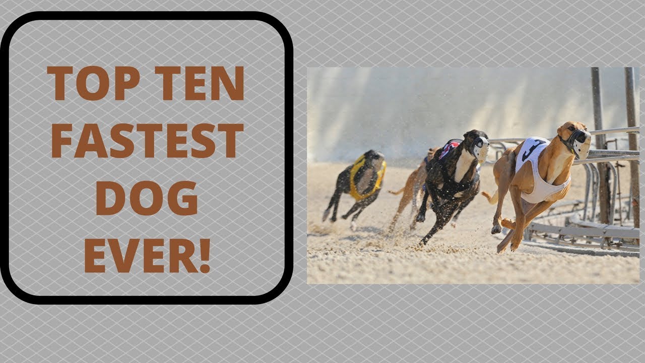 Top Ten Fastest Dogs Ever - YouTube