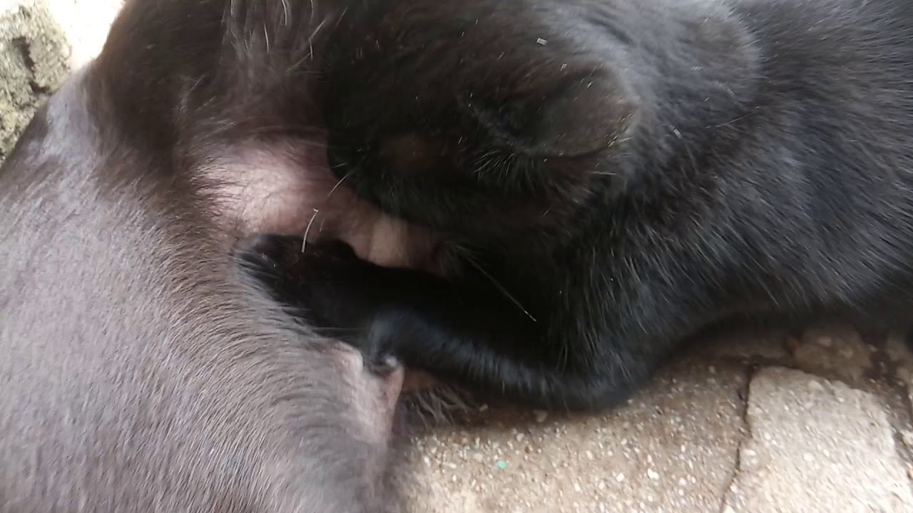 Совместные игры