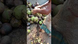 speed and precision of traditional coconut husking! 🥥