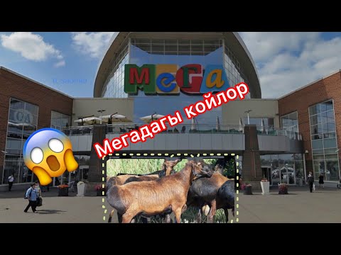 Video: Химкидеги мончо: кыскача сүрөттөмө