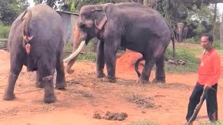 Elephant in Summer Environment Thailand big country and Big animais africa elefante