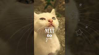 Huzur Içinde Uyu Meleğim...