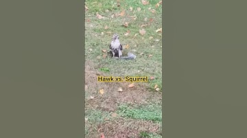 Red-Tailed Hawk Strikes! Squirrel Caught In The Wild #redtailedhawks #outdooradventure #wildlife