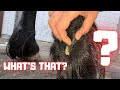 Does that horse have an extra toe?? And how to treat mudfever? Friesian Horses.