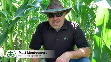 Rootworm Trapping in 2019