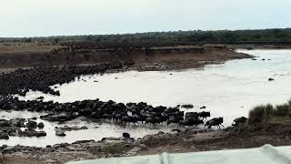Great Migration river crossing- Wildebeest