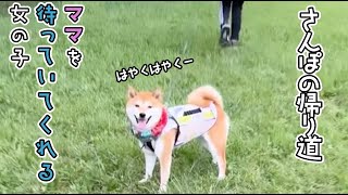 ママが追いつくのを待ってあげる柴犬お嬢様♡|PECO