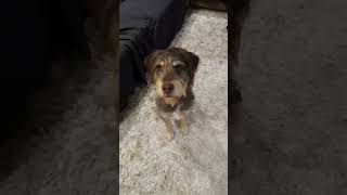 Sessiz Havlama Numarası, Trick Resimi