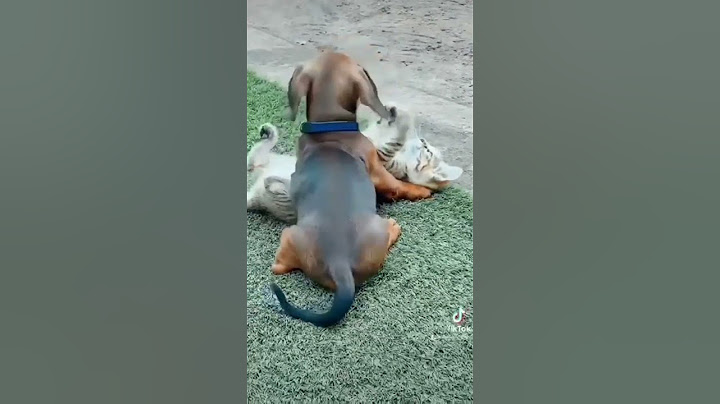 kutya vs macska😄
