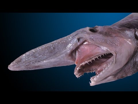 Видео: Защо черният дроб на акула е полезен?