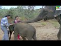 किशन ने बचाई हाथी की जान | Main Tera Dushman | Jackie Shroff, Jaya, Sunny Deol, Sridevi