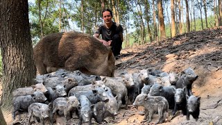 Wild boar gave birth immediately after being attacked by a large python, Cooking,  Vàng Hoa