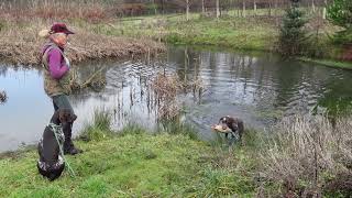 Water Retrieve for  young German Shorthaired Pointer by Aytee GSPs 2,990 views 2 years ago 7 minutes, 10 seconds