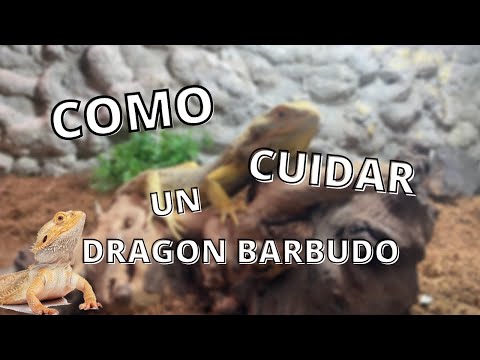 Video: Cuidando a un dragón barbudo de seda que se deshace