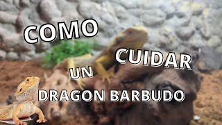 COMO CUIDAR un DRAGON BARBUDO // Cuidados BASICOS Pogona Vitticeps