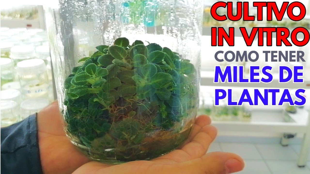 cultivo in vitro de plantas chuyito jardinero