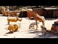 Jerusalem. Zoo. Иерусалим. Зоопарк. גן החיות .ירושלים