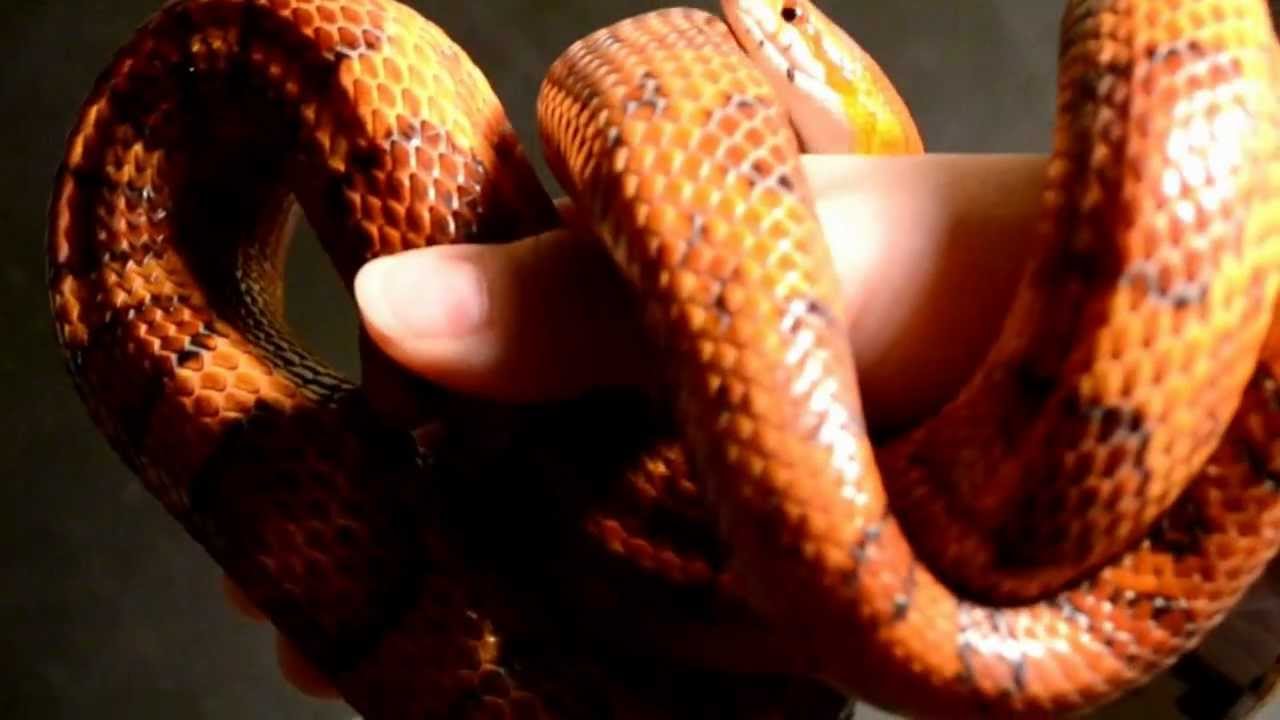 video editing software free oaktee corn snake
