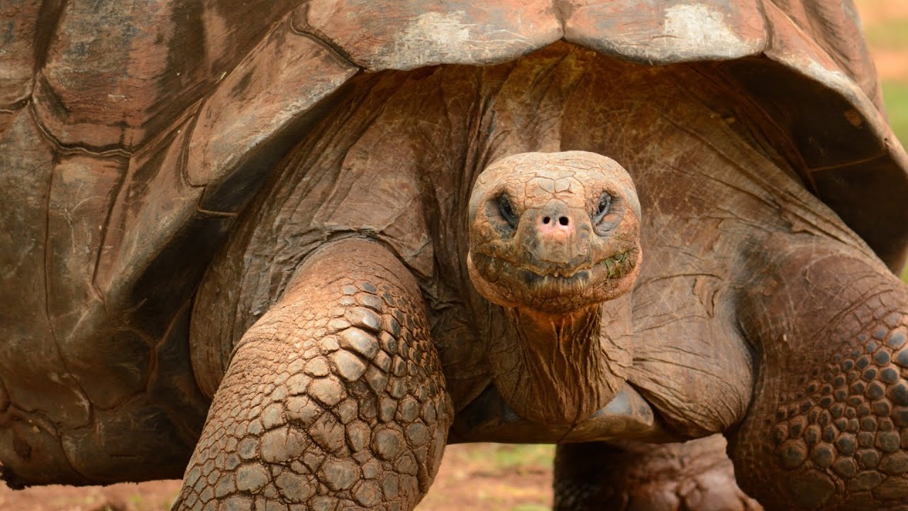 World's BIGGEST TORTOISE! The Giant Galapagos Tortoise, 5 ...