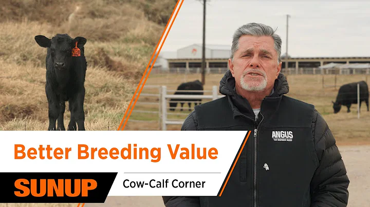 Selection Decisions and Breeding Value💡 | Cow-Calf Corner