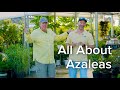 All About Azaleas - Let's Grow Together