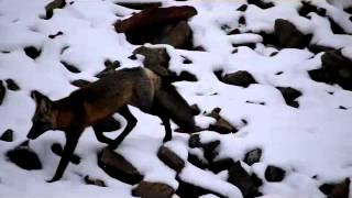Yellowstone Foxes 9 18 2015