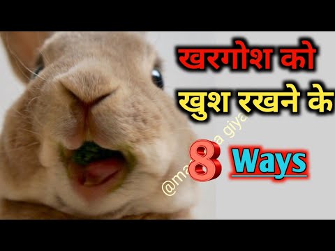 वीडियो: एक रैकून बच्चे को खिलाने के 3 तरीके