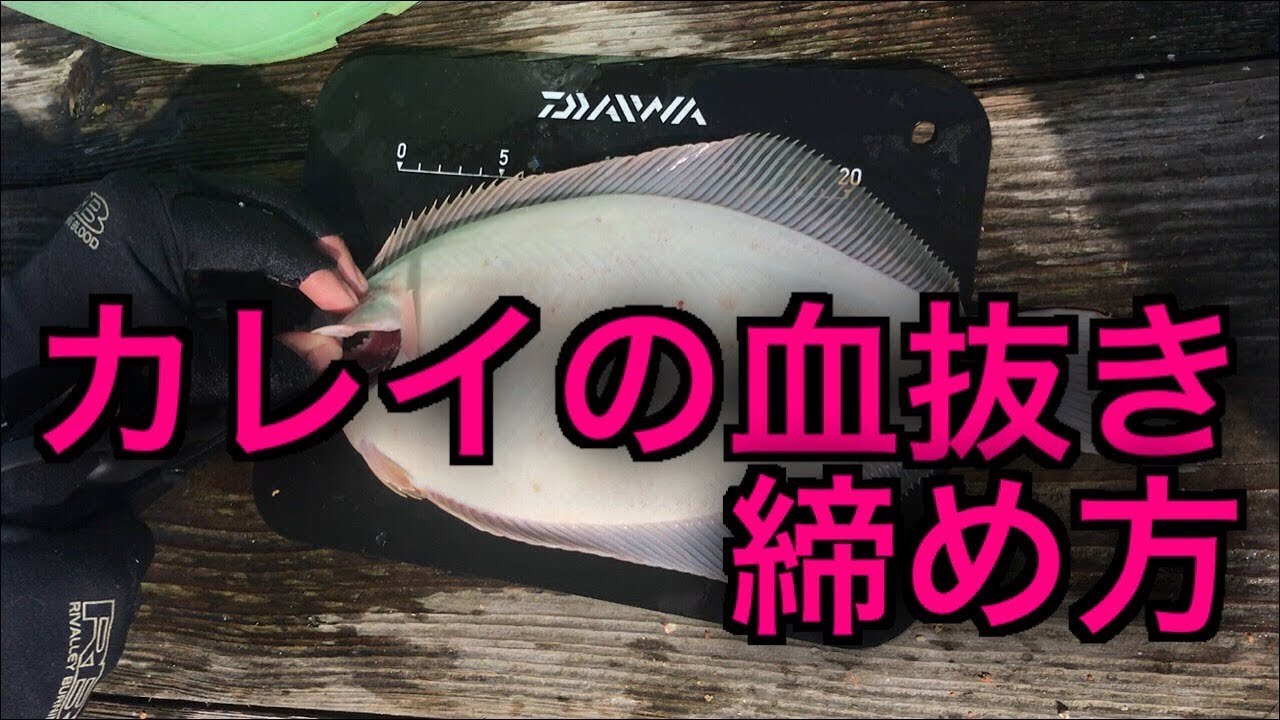 カレイの 血抜き 締め方 Fishingmax垂水店 釣ったカレイは美味しく Youtube