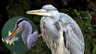 "Graureiher" auf der Jagd.Ein langer Hinterhalt, ein Blitzschlag mit dem Schnabel und schon gefangen