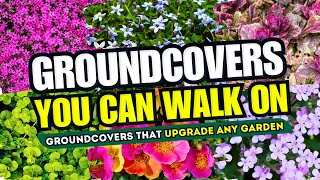 TOP 10 Groundcovers That UPGRADE Any Garden! 😱 Groundcovers You Can WALK ON for Garden Paths 🌼✨