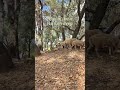 Halloween is fast approaching, so we wanted to remind you that sheep can be scary too