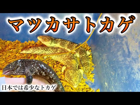 マツカサトカゲを飼育されている方の飼育部屋がすごかった 爬虫類部屋訪問動画 Youtube