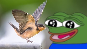 Birdwatching - Jerma Darkest Dungeon 2 Stream Recap