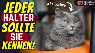 19 Dinge, die das Leben deiner Katze verlängern