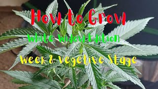 How to Grow Cannabis| White Widow Edition| Week 8 of Veg