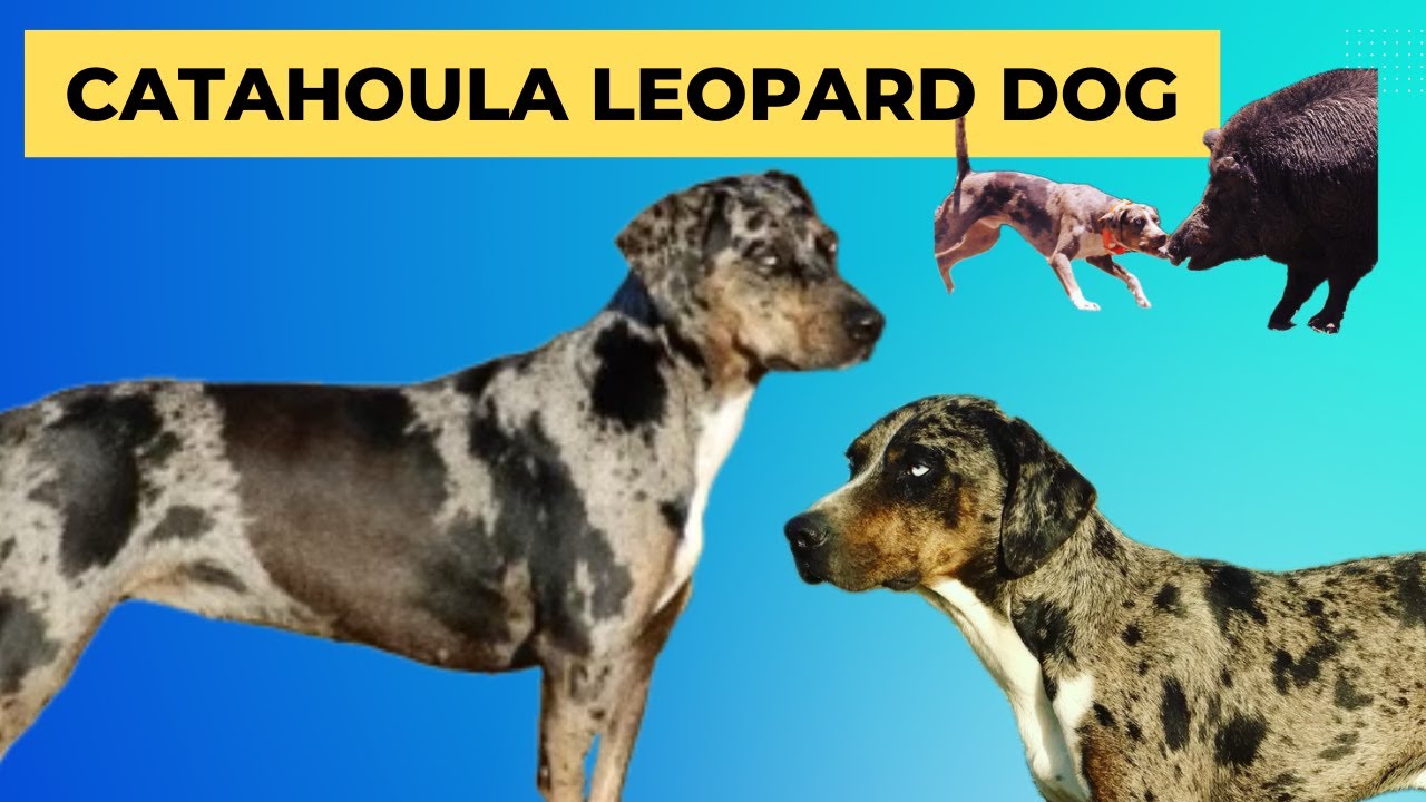 Catahoula Leopard Dogs - Shelly Green from Hidden Creek Catahoulas ...