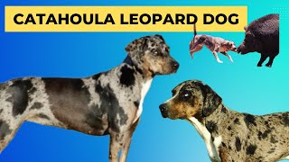 Catahoula Leopard Dogs  Shelly Green from Hidden Creek Catahoulas