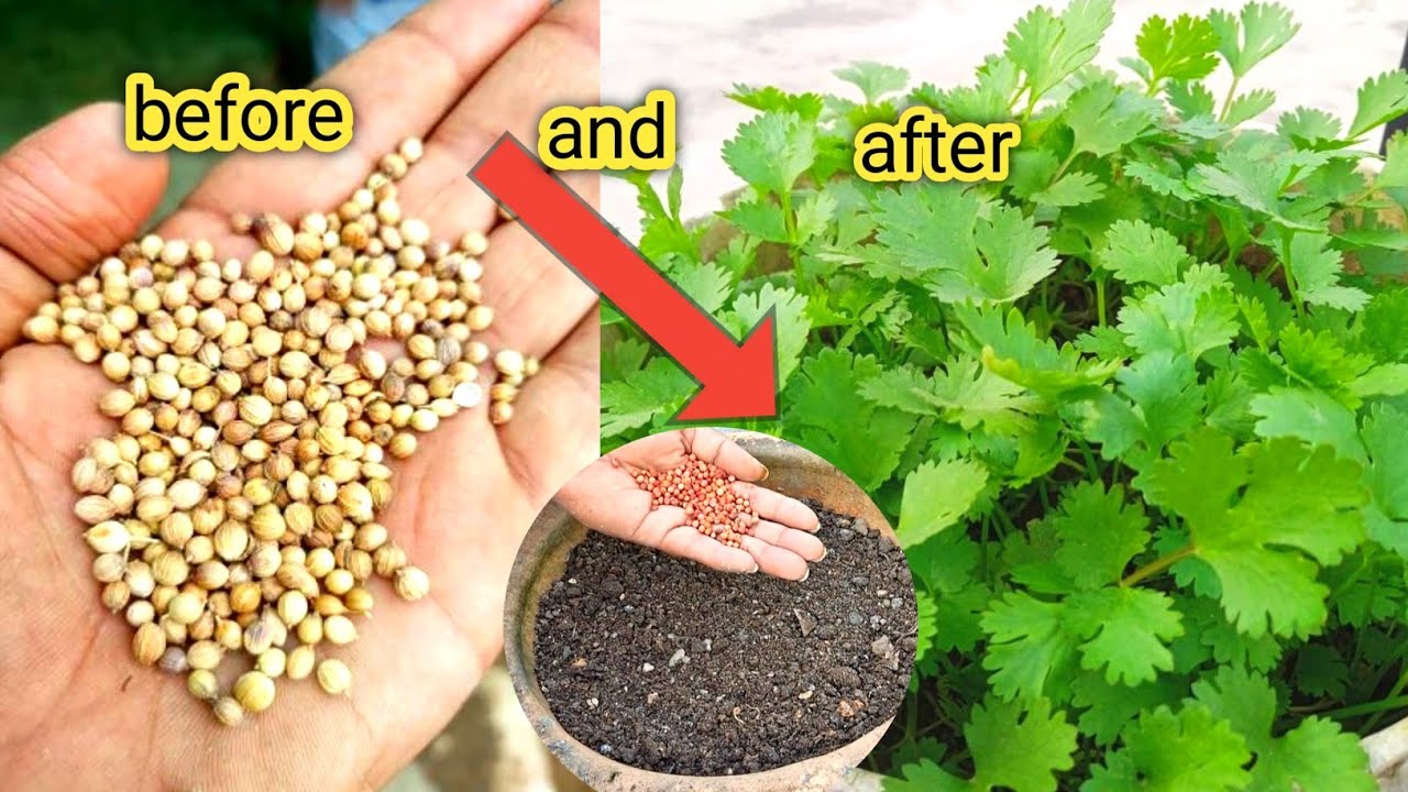 Small space धनिया कैसे उगाये, How to grow coriander at home, Dhaniya ugane ka tarika, 