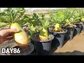 화분에 키운 김장무 수확ㅣKorean Radish Harvest 2022