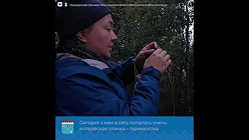Как изучают перелёты птиц, мигрирующих ночью?