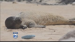 Four Hawaiian monk seals rescued