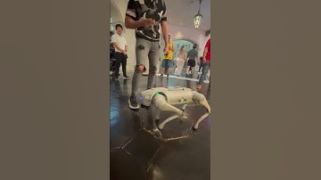 Robodog I honestly want one… #money #fyp #dogs #robots #lasvegas #cool #games #toys #robotics