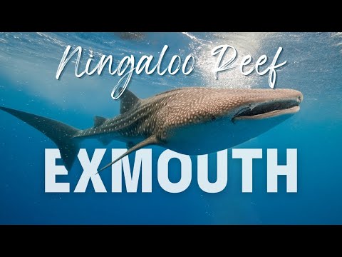 Video: Shark Bay, Lääne-Austraalia: maailmapärandi nimistus