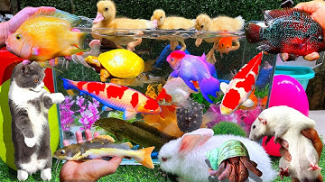 Oh Tôi Bắt Cá Trê Bự, Cá Vàng, Cá Lau Kiếng, Cá Chép Sư Tử, Cá Chép, Thỏ Hà Lan, Cá Sấu