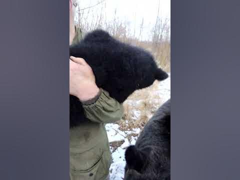 Хитрый медвежонок. - YouTube