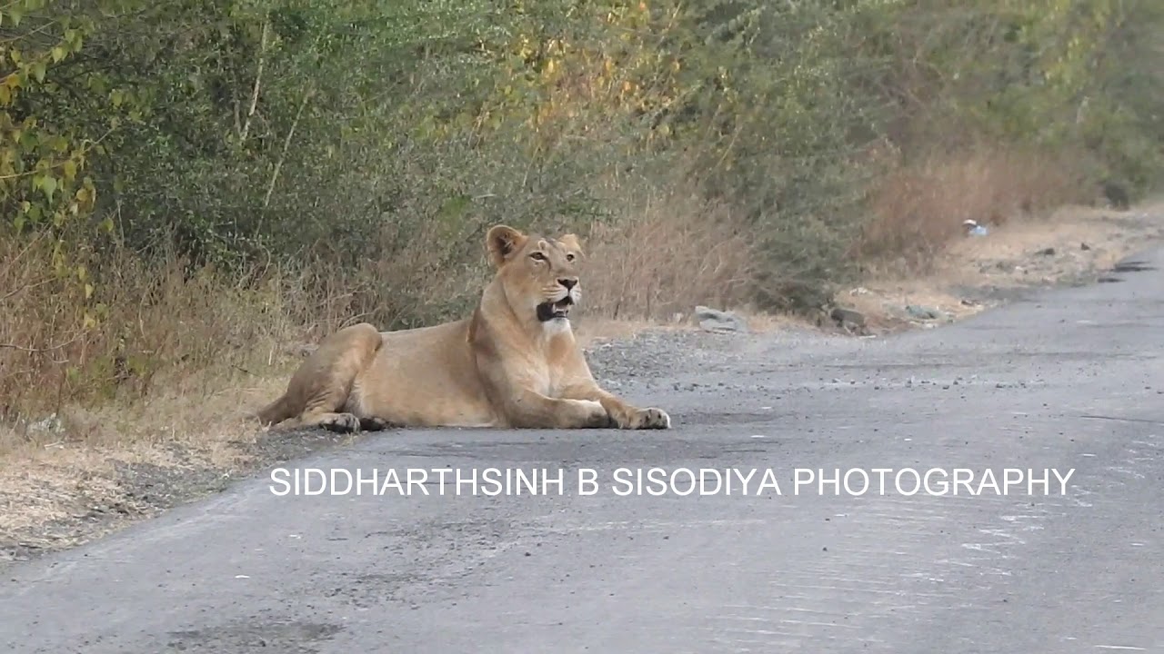 The Majestic Lions of Gir (savaj)